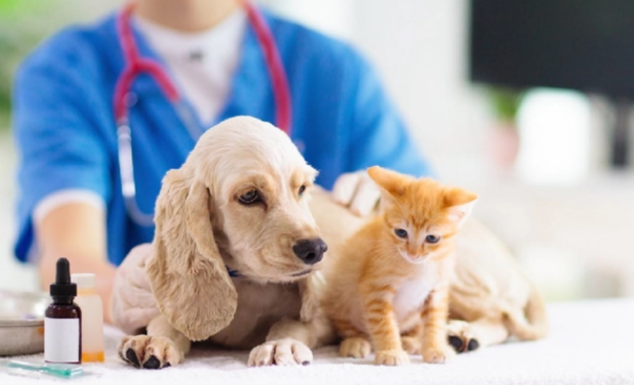 Tầm quan trọng sức khỏe của thú cưng